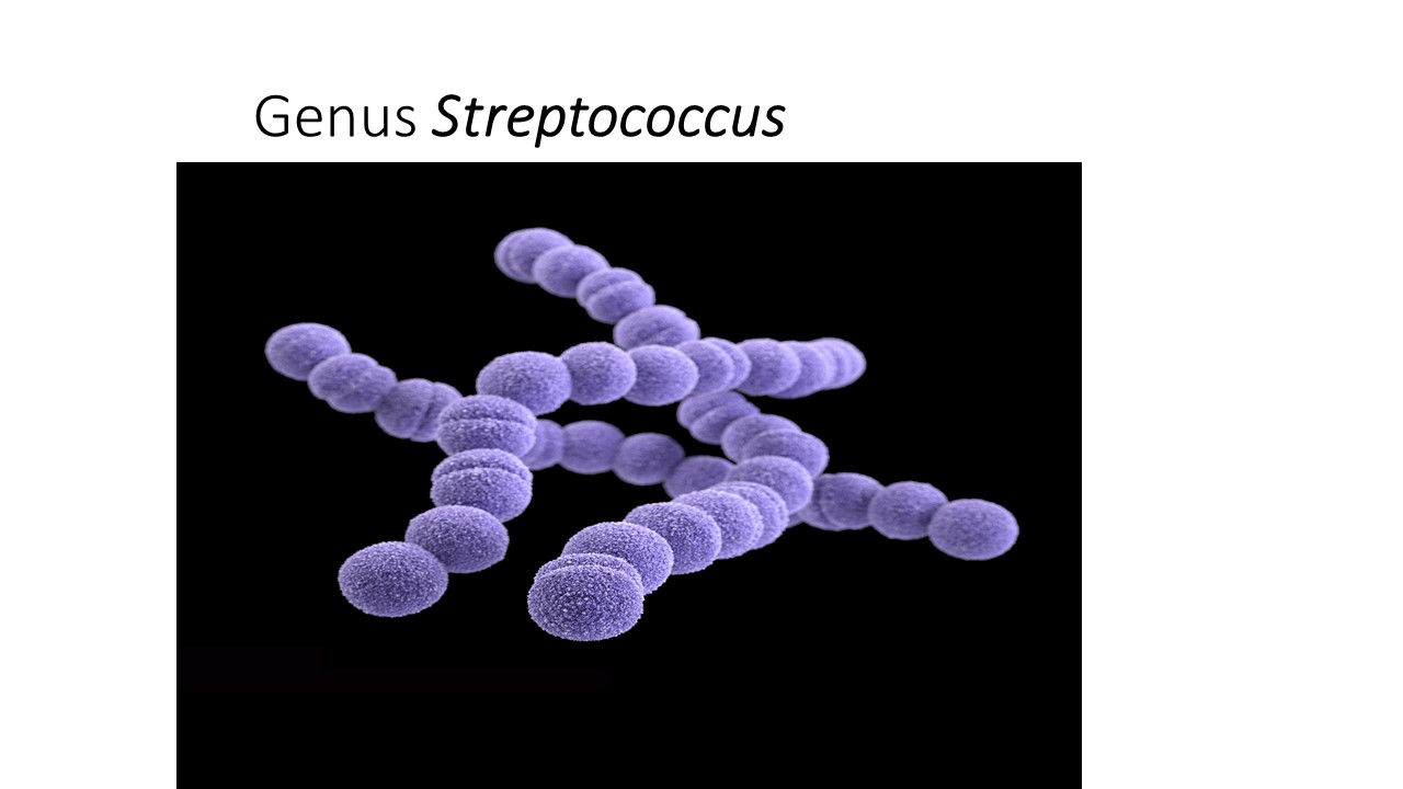 Understanding Group A Streptococcus (GAS): A Comprehensive Overview